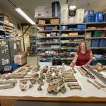 Courtesy Photo / Ned Rozell 
Elizabeth Hall, assistant paleontologist for the Yukon government in Whitehorse, stands in her office laboratory.