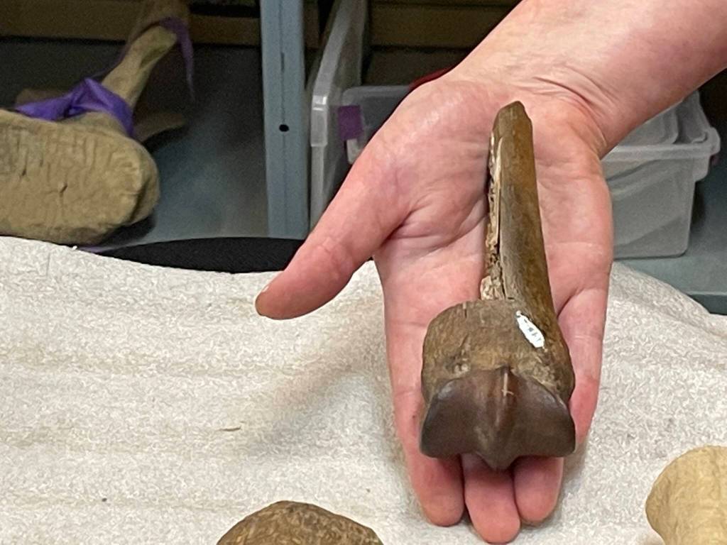Courtesy Photo / Ned Rozell 
Elizabeth Hall holds the leg bone of a horse that is 765,000 years old. A paleontologist for the Yukon government, Hall helped extract the fossil from a Yukon gold mine during her first far-north field experience in 2003.