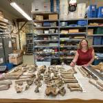 Elizabeth Hall, assistant paleontologist for the Yukon government in Whitehorse, stands in her office laboratory.  (Courtesy Photo / Ned Rozell)