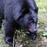 A bear looks into the waters of Steep Creek on Saturday, Aug. 13, 2022. Some bears have looked for food in less natural settings, including cars, and wildlife officials say the activity is likely to pick up as the animals try to pack on the pounds ahead of the winter. (Ben Hohenstatt / Juneau Empire)