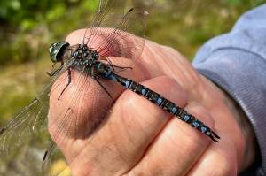 A blue darner dragonfly perched on hands, shoulders, and heads. (Courtesy Photo / Ralf Gerking)