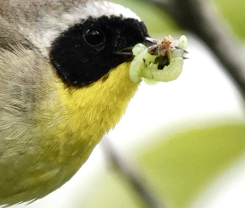 A male common yellowthroat carries a load of bugs to his offspring. (Courtesy Photo / Helen Unruh)