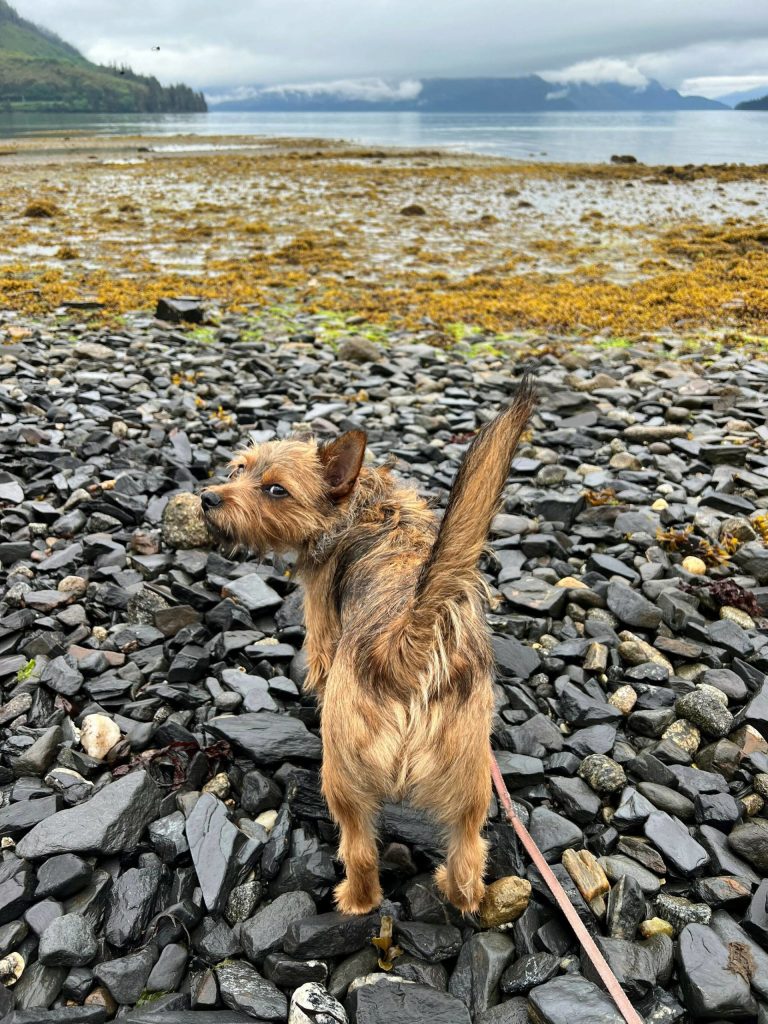 Ada gives a sideways glance as she explores our beach for the first time at Mickeys Fishcamp. in Wrangell. (Courtesy Photo / Vivian Faith Prescott)