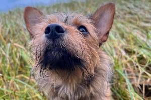 Ada watches the birds from our front yard, the Pacific Ocean, in Wrangell. (Courtesy Photo / Vivian Faith Prescott)