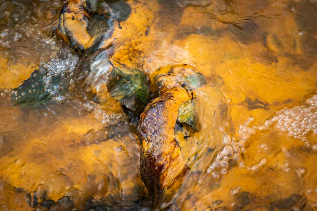 In this October 2018 photo, leaves and rocks coated in acid mine drainage from the Tulsequah Chief Mine flow into a creek in the Tulsequah River in British Columbia, Canada. (Courtesy Photo / Chris Miller)
In this October 2018 photo, leaves and rocks coated in acid mine drainage from the Tulsequah Chief Mine flow into a creek in the Tulsequah River in British Columbia, Canada. (Courtesy Photo / Chris Miller)