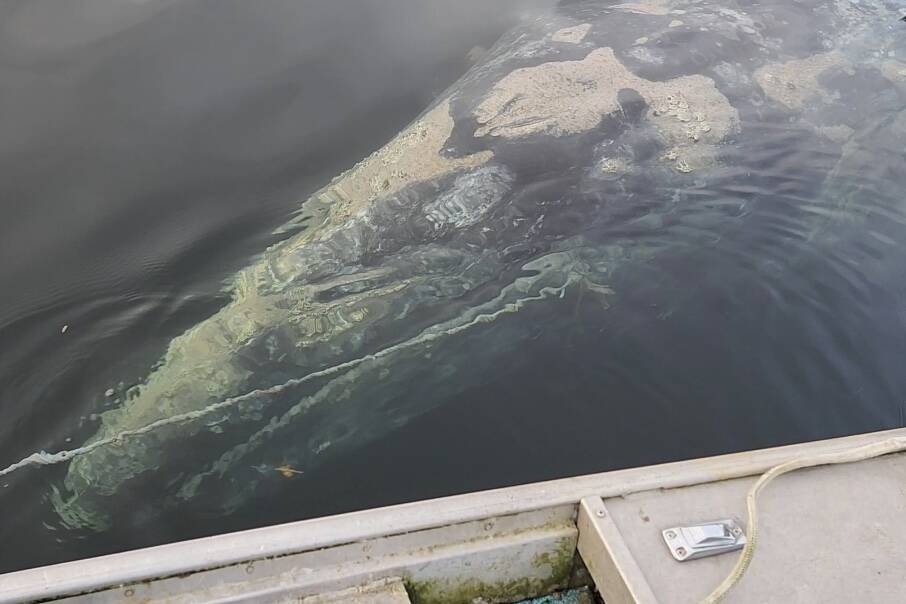 Frank Willis and company worked for over an hour to free the gray whale in Favorite Bay Thursday evening. (Courtesy Photo)