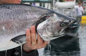 An angler holds up a king salmon in this August 2013 photo. (Michael Penn / Juneau Empire File)