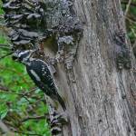 A female hairy woodpecker brings insect prey to chicks in an excavated nest cavity. (Courtesy Photo / Bob Armstrong)