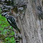 A female hairy woodpecker brings insect prey to chicks in an excavated nest cavity. (Courtesy Photo / Bob Armstrong)
