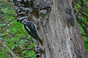 A female hairy woodpecker brings insect prey to chicks in an excavated nest cavity. (Courtesy Photo / Bob Armstrong)