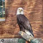 Courtesy photo / JRC 
Lady Baltimore, the Juneau Raptor Centers static display bird, perches atop a ramp in her new home atop Mount Roberts.