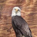 Lady Baltimore, the Juneau Raptor Centers static display bird, perches atop a ramp in her new home atop Mount Roberts. (Courtesy photo / JRC)