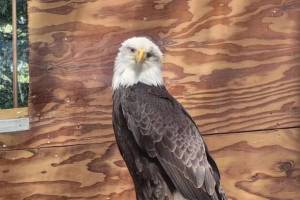 Lady Baltimore, the Juneau Raptor Centers static display bird, perches atop a ramp in her new home atop Mount Roberts. (Courtesy photo / JRC)