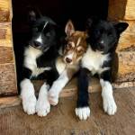 From left to right, puppies Mike, Bosn, and Skipper cuddle up in their dog house. The litter of five born from Denalis lead sled dog sire, Steward, and the partner kennel-owned mother, Olive, were recently split with two of the puppies, Dynamite and Rowdy, headed back with their mother Olive to their home kennel. (Courtesy / National Park Service)