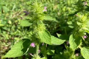 Hemp nettle shows its bristles and spines (Mary F. Willson/ For the Juneau Empire)