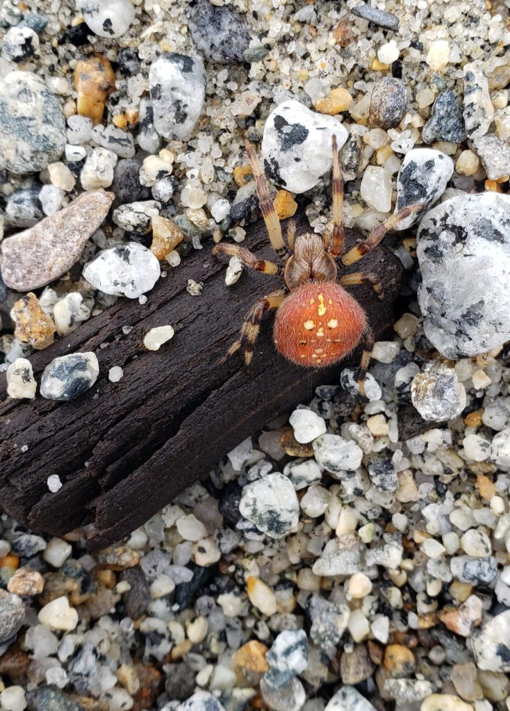 A shamrock orbweaver scuttles along Boy Scout Beach in early September. (Courtesy Photo / Sally Schlichting)