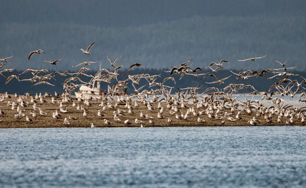 The boat that launched a thousand gulls. (Courtesy Photo / Kenneth Gill, gillfoto)