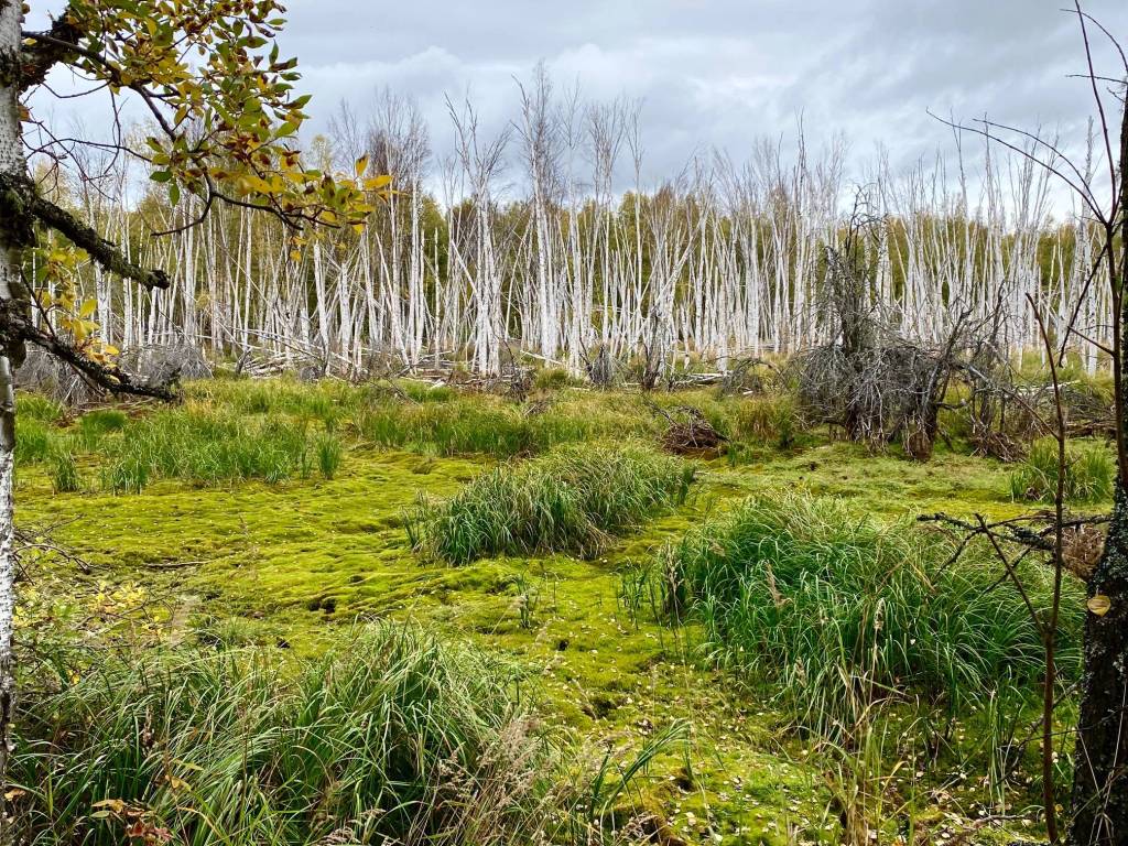 Melting permafrost at Creamers Field in Fairbanks cause the meadow to sink and the birch trees to die.(Courtesy Photo / Denise Carroll)