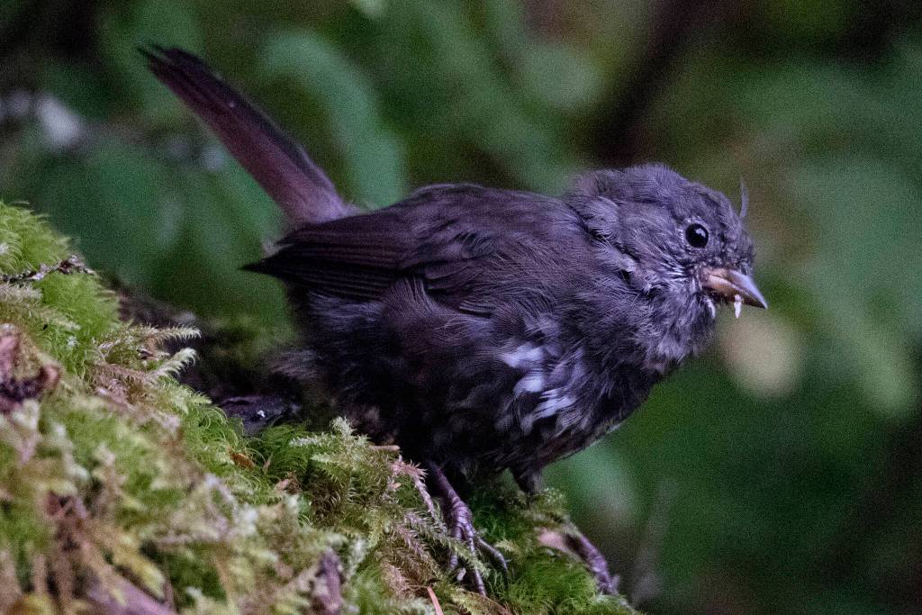 A sooty fox sparrow on the edge of the forest. (Courtesy Photo / Kenneth Gill, gillfoto)