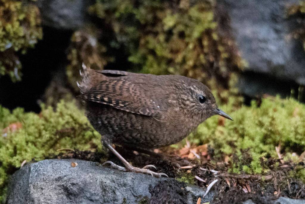 This winter wren a local year round here by the forest. (Courtesy Photo / Kenneth Gill, gillfoto)