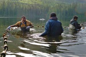 Fishers set out equipment a short distance from shore in the Tongass National Forest. The federal government on Friday announced it is awarding a $49 million grant to Alaska Mariculture Cluster, which is seeking to develop a $100 million a year sustainable seafood program in Southeast Alaska and other parts of the state. (Courtesy Photo / U.S. Forest Service)