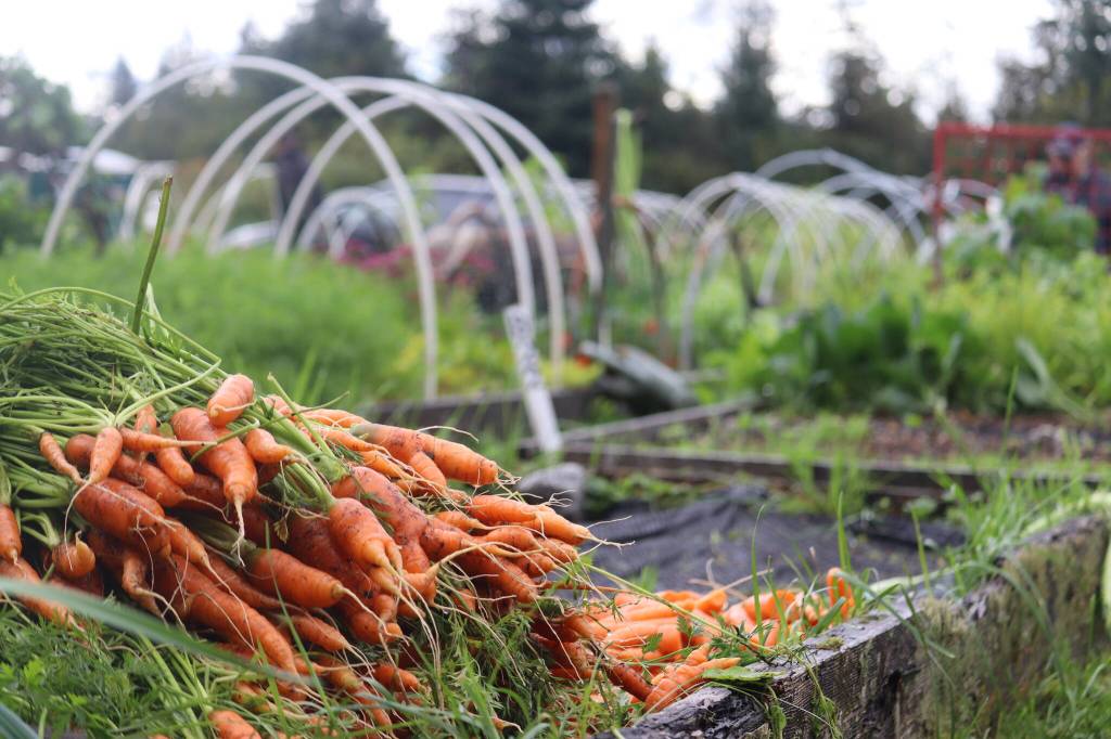 Carrots freshly plucked from the Juneau Community Garden Harvest Fair were a popular item at this years farmers market and were nearly sold as quickly as they were pulled from the ground. (Jonson Kuhn / Juneau Empire)