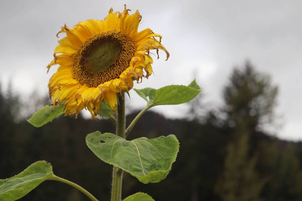 Another category judged at this years Harvest Fair was tallest sunflowers as shown in this photo. (Jonson Kuhn / Juneau Empire)