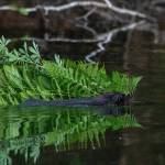A beaver hauls a load of ferns and lupine. (Courtesy Photo / Jos Bakker)