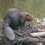 A beaver pauses on top of its dam.(Courtesy Photo / Chuck Caldwell)