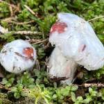 A parasitic fungus in the genus Hypomyces covers the top of another fungus, possibly a Russula. (Courtesy Photo / Deana Barajas)