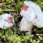 A parasitic fungus in the genus Hypomyces covers the top of another fungus, possibly a Russula. (Deana Barajas photo)