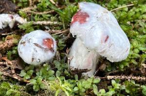 A parasitic fungus in the genus Hypomyces covers the top of another fungus, possibly a Russula. (Deana Barajas photo)