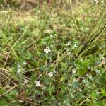 Eyebright blooms for many weeks, well into the autumn. (my photo). (Mary F. Willson / For the Juneau Empire)