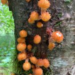 The golden-fleece scaly-cap decorated this tree trunk for several days, before turning gray. (Mary F. Willson / For the Juneau Empire)