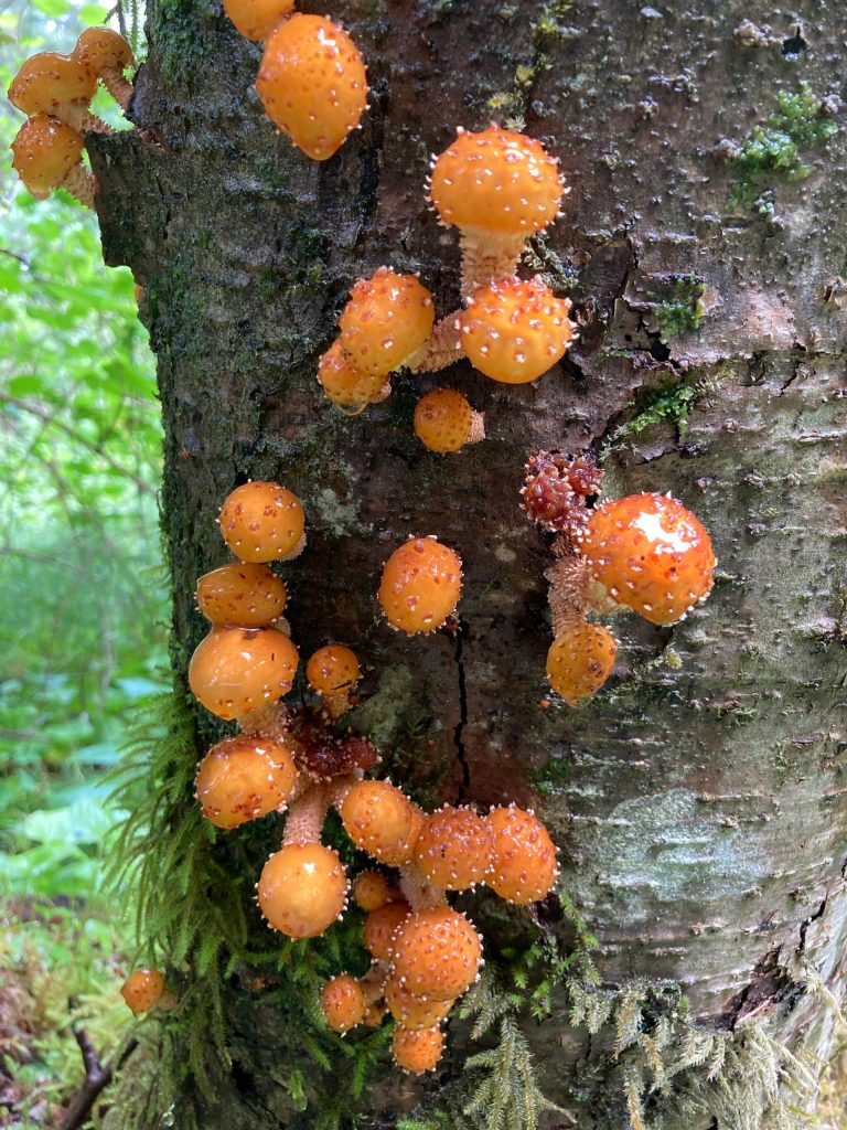 The golden-fleece scaly-cap decorated this tree trunk for several days, before turning gray. (Mary F. Willson / For the Juneau Empire)