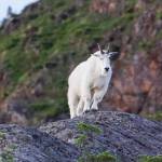 There are many ways to document a hunt, but the one that simply gets the most views, might not be the best for hunting. (Courtesy Photo / Jeff Lund)