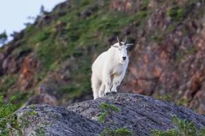 There are many ways to document a hunt, but the one that simply gets the most views, might not be the best for hunting. (Courtesy Photo / Jeff Lund)