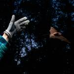 On Joint Base Elmendorf-Richardson in 2018, biologist Jesika Reimer releases a little brown bat with a radio transmitter on its back. (Courtesy Photo / James Evans, University of Alaska Anchorage)
