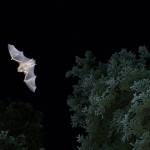 Myotis lucifugus, the little brown bat, photographed near Haines Junction in the Yukon. (Courtesy Photo / Lea Randall)