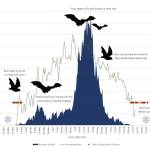 Biologist Jesika Reimer created this graphic showing the summer activity of little brown bats in northern Alaska. (Courtesy Image / Jesika Reimer)