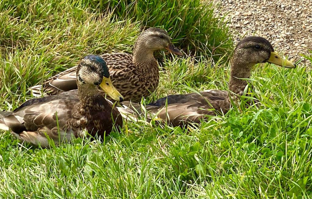 Three female mallards near the Chena River. (Courtesy Photo / Denise Carroll)