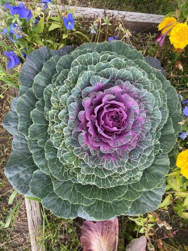 An ornamental cabbage in a Fairbanks garden. (Courtesy Photo / Denise Carroll)