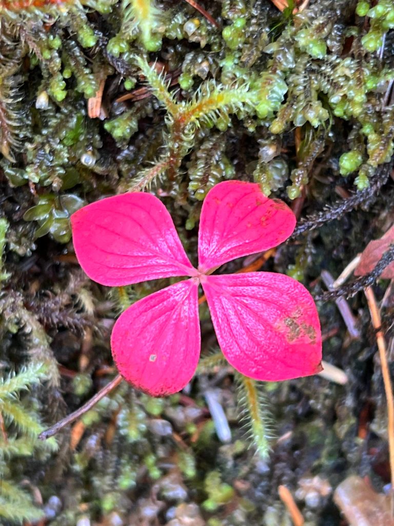 This photo was taken along the East Glacier Trail. (Courtesy Photo / Deana Barajas)