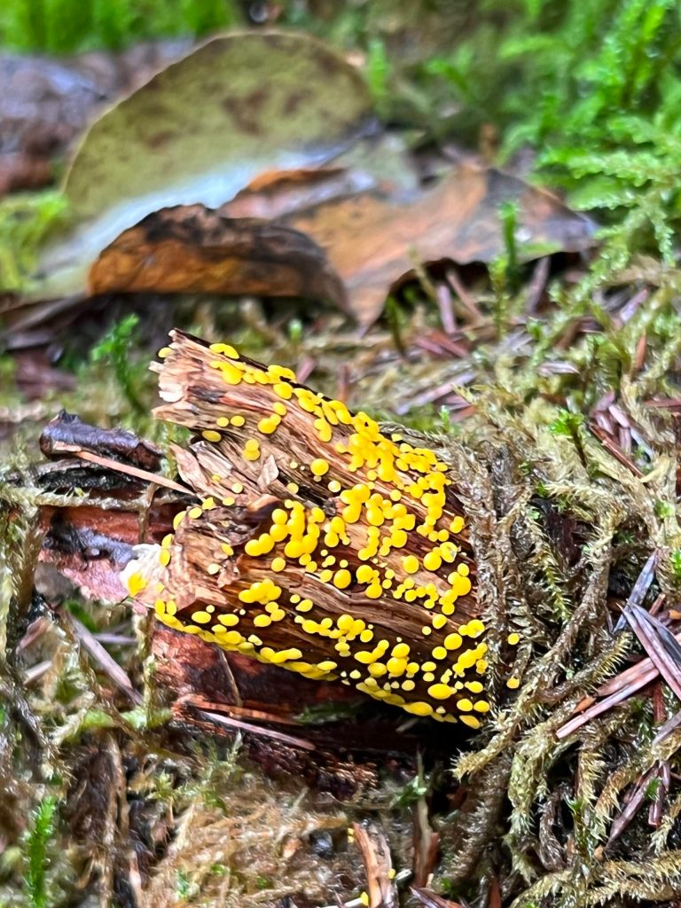 This photo was taken along the East Glacier Trail. (Courtesy Photo / Deana Barajas)