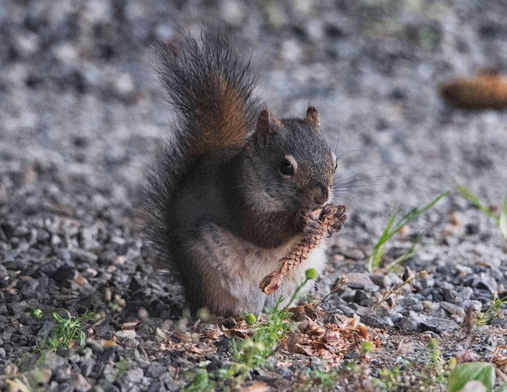 A red squirrel enjoys the fruits of its labor, eating a recently dislodged pine cone from high above. (Courtesy Photo / Kenneth Gill, gillfoto)