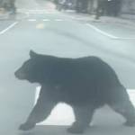 A bear crosses a sidewalk during the early hours of Sept. 13 in downtown Juneau. (Courtesy/ August Williams)