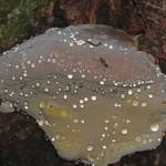 A bracket fungus exudes guttation drops and a small fly appears to sip one of them.( Courtesy Photo / Bob Armstrong)