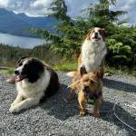 Kéet, Oscar, and Ada out on a fall berry picking adventure in Wrangell. (Vivian Faith Prescott / For the Capital City Weekly)