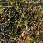 This photo shows cranberries in the muskeg in Wrangell. (Vivian Faith Prescott / For the Capital City Weekly)