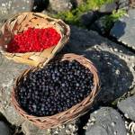 Last of the berry-picking for the season. Red huckleberries and blueberries. (Vivian Faith Prescott / For the Capital City Weekly)